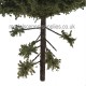 Spruce Trees with dead branches 150mm tall Spruce Trees with dead branches 150mm tall