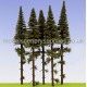 Spruce Trees with dead branches 150mm tall Model Scene SK150 Spruce Trees with dead branches 150mm tall Model Scene SK150