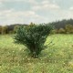 Bushes Summer Green 30mm Tall Silhouette 252-22 Bushes Summer Green 30mm Tall Silhouette 252-22