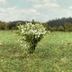 Bushes White Flowering 30mm Tall Silhouette 252-25 Bushes White Flowering 30mm Tall Silhouette 252-25