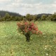 Bushes Red Flowering 30mm Tall Silhouette 252-27 Bushes Red Flowering 30mm Tall Silhouette 252-27