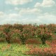 Bushes Red Flowering 30mm Tall Silhouette 252-27 Bushes Red Flowering 30mm Tall Silhouette 252-27
