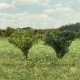 Bushes Spring and Summer Green Mix 30mm Tall Silhouette Bushes Spring and Summer Green Mix 30mm Tall Silhouette