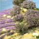 Rhododendron Wild Purple Shrubs MiniNatur 253-06