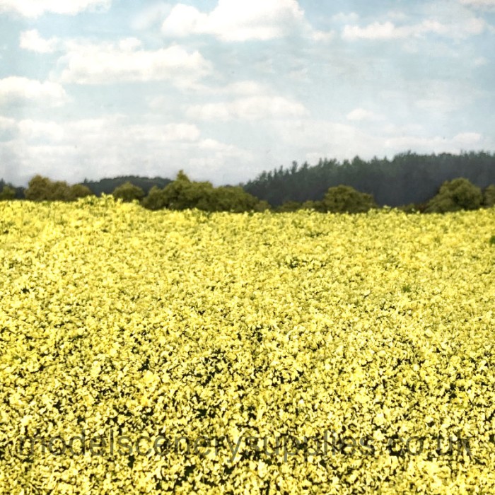 Rape Seed Field miniNatur 760-22 Rape Seed Field miniNatur 760-22