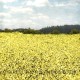 Rape Seed Field miniNatur 760-22 Rape Seed Field miniNatur 760-22