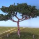 Pine Foliage MiniNatur 963-22 Pine Foliage MiniNatur 963-22