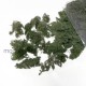 Ground cover Bracken Fern LIGHT miniNatur 993-22 Ground cover Bracken Fern LIGHT miniNatur 993-22