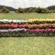 Flower Plants From MiniNatur Flower Plants From MiniNatur