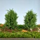 Bushes Spring Green 100mm Tall Silhouette 350-41 Bushes Spring Green 100mm Tall Silhouette 350-41