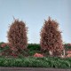 Bushes Late Autumn Winter Brown 100mm Tall Silhouette 350-44 25