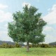Oak Tree Autumn 150mm tall Silhouette 280-53 Oak Tree Autumn 150mm tall Silhouette 280-53