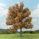 Oak Tree Late Autumn 150mm tall Silhouette 280-54 Oak Tree Late Autumn 150mm tall Silhouette 280-54