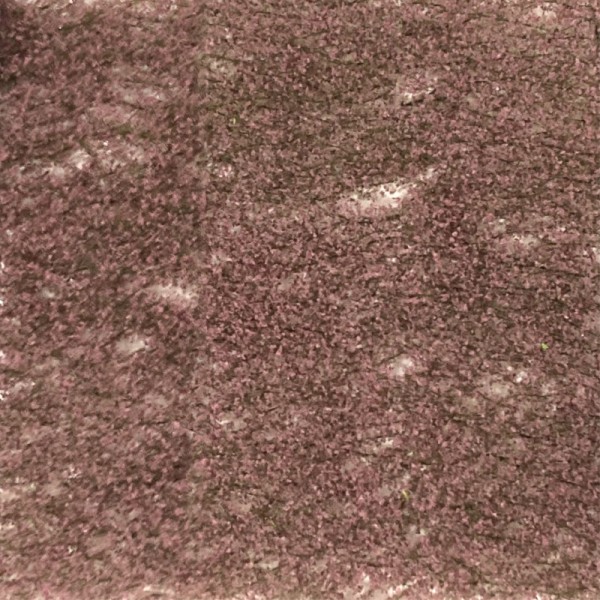 Copper Beech Fine Foliage Sheet MiniNatur 922-12