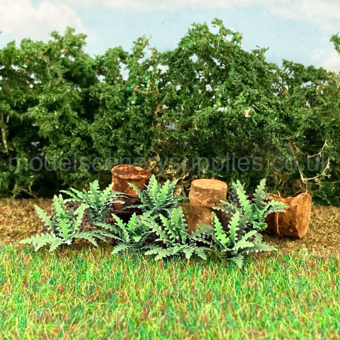 Ferns 