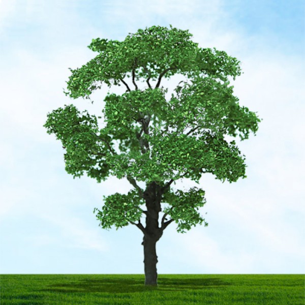 Chestnut Trees 50mm Tall 
