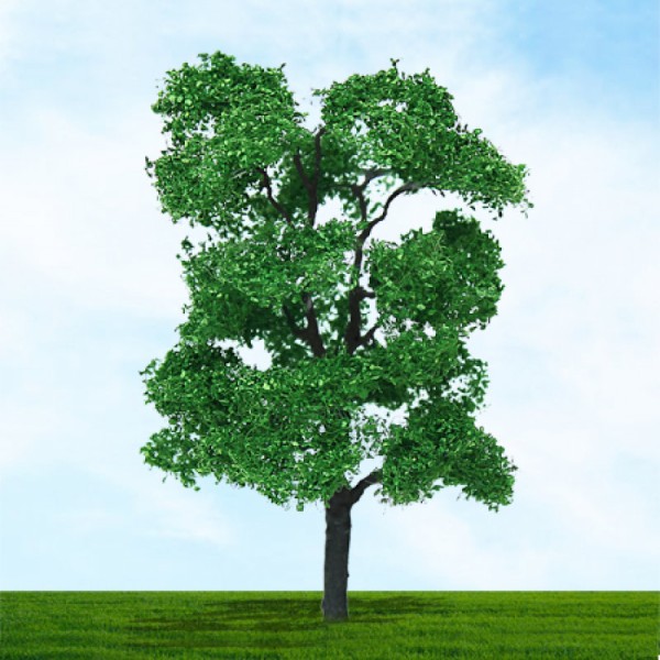 Ash Trees 40 - 50mm Tall 