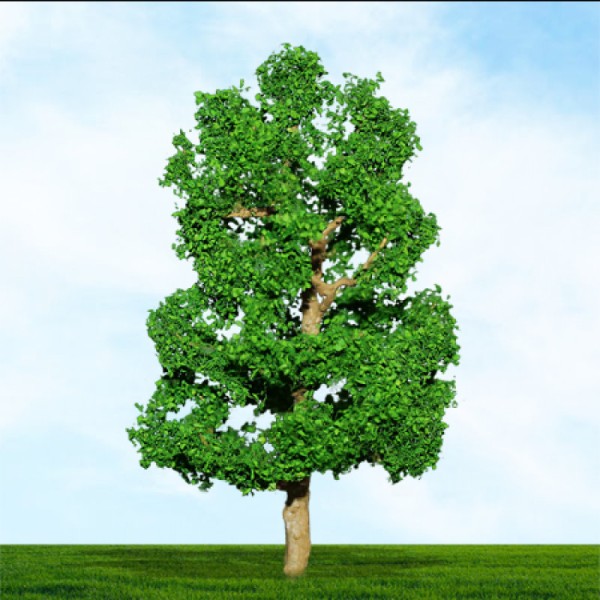 Sycamore Trees 70 - 90mm Tall 