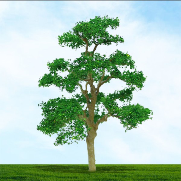 Elm Trees 40 - 50mm Tall 