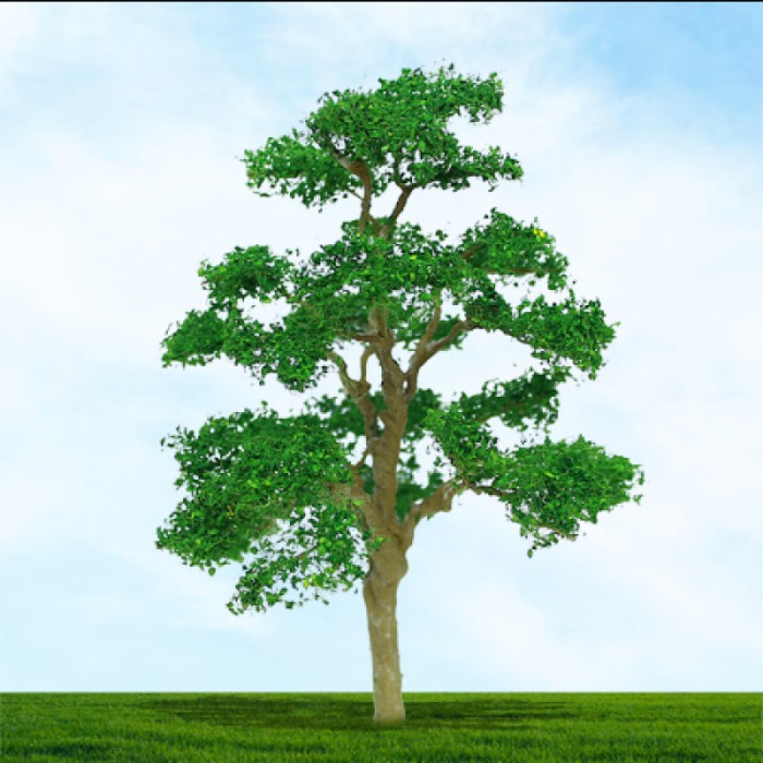 Elm Trees 40 - 50mm Tall 