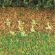 Dandelions Ready made. Dandelions Ready made.