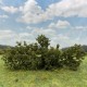 Shrub Bush Thicket Dark Green Shrub Bush Thicket Dark Green