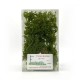 Shrub Bush Thicket Light Green 