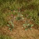 Thistles O Gauge Thistles O Gauge