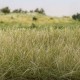 Static grass Light Green 2mm Woodland Scenics FS615 Static grass Light Green 2mm Woodland Scenics FS615
