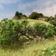 Shrub Hedge Briar Patch Medium Green FS638