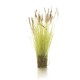 Brown Tipped Prairie Grass FS779
