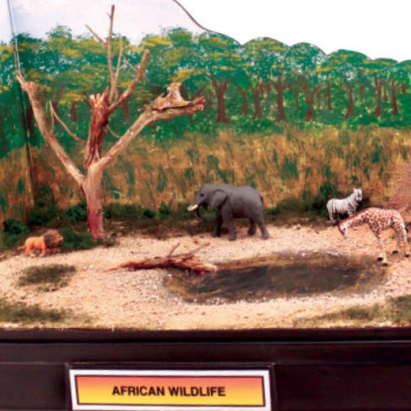 African Wildlife