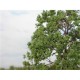 Fine Turf and Foliage Cover Dark Green By Footpath Scenes Fine Turf and Foliage Cover Dark Green By Footpath Scenes