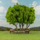 Wooded Tree Copse 140mm tall