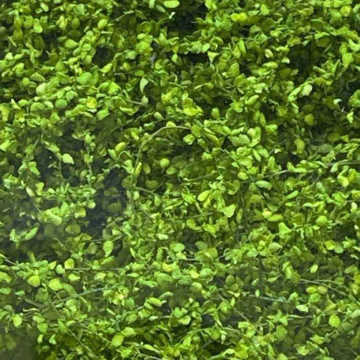 Climbing Vines Light Green All scales Climbing Vines Light Green All scales