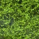 Climbing Vines Light Green All scales Climbing Vines Light Green All scales