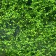 Climbing Vines Medium Green All scales Climbing Vines Medium Green All scales