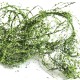 Climbing Vines Light Green All scales Climbing Vines Light Green All scales