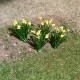 Daffodils Medium Height OO Daffodils Medium Height OO