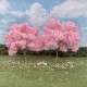Flowering Cherry Blossom Trees 80mm tall Flowering Cherry Blossom Trees 80mm tall