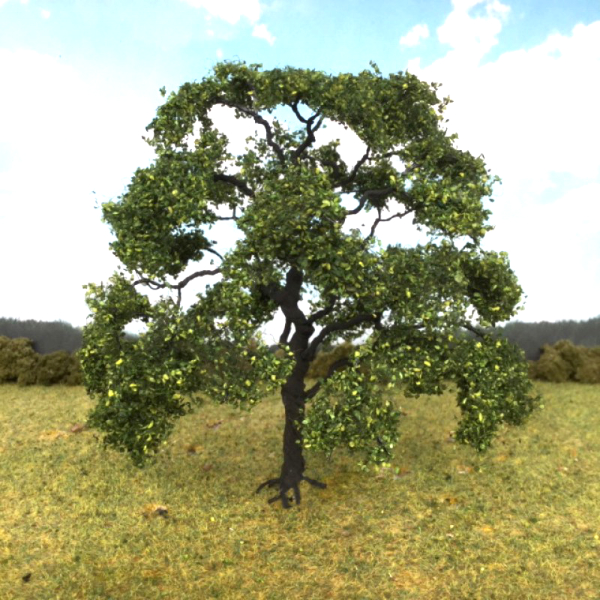 English Oak Large 130mm tall