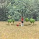 Micro Trees Micro Trees