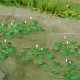 Water Lily Plants O (large)