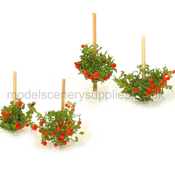 Tomato Plants OO 