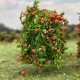 Apple Saplings