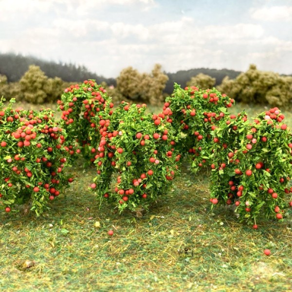 Apple Saplings