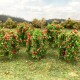 Apple Saplings