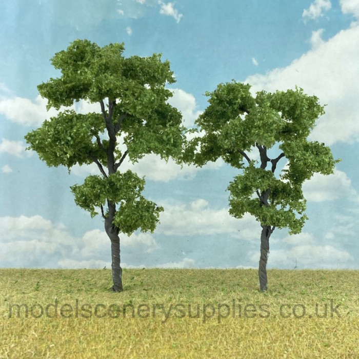 Chestnut Trees 70 - 95mm Tall Chestnut Trees 70 - 95mm Tall