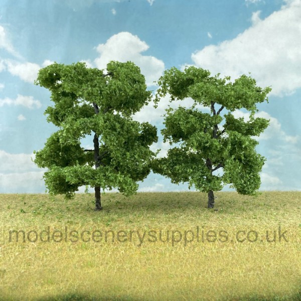 Ash Trees 60 - 80mm Tall 