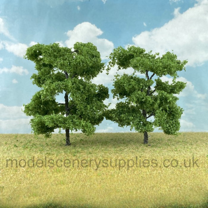 Ash Trees 60 - 80mm Tall Ash Trees 60 - 80mm Tall